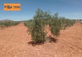 Finca rústica en venda a Valdepeñas ref.: TR353646 foto