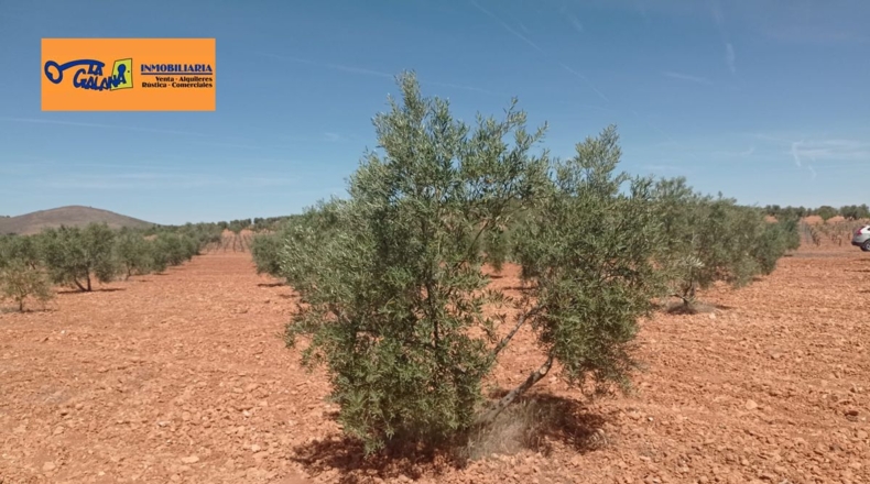 Burgos - Энтрамбасагуас - 51000m2