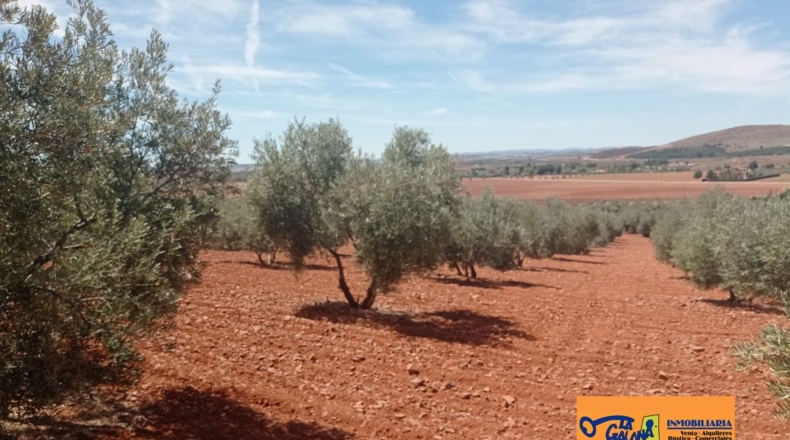 Ciudad Real - Albaladejo - 61800m2