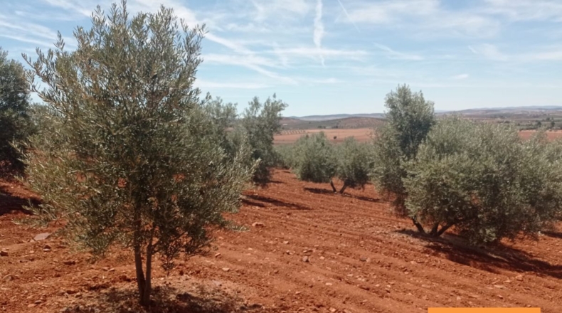 Ciudad Real - Albaladejo - 61800m2