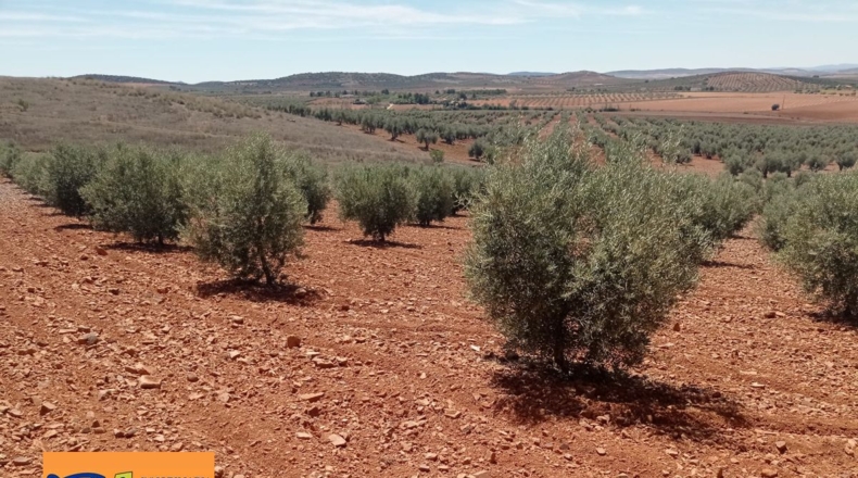 Ciudad Real - Albaladejo - 61800m2