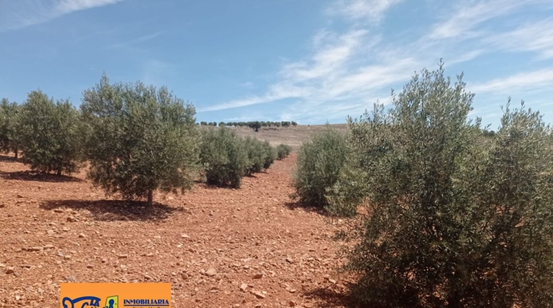 Ciudad Real - Albaladejo - 61800m2