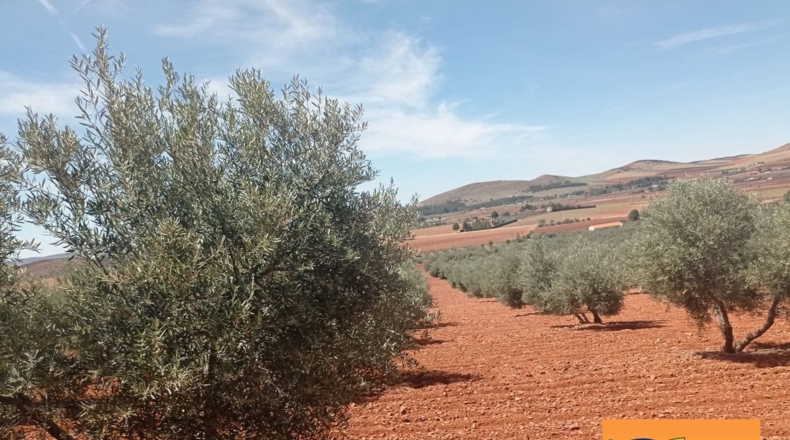 Ciudad Real - Albaladejo - 61800m2