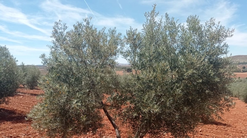 Ciudad Real - Albaladejo - 61800m2