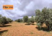 Xalet independent amb terreny en venda a Valdepeñas ref.: TR105105 foto