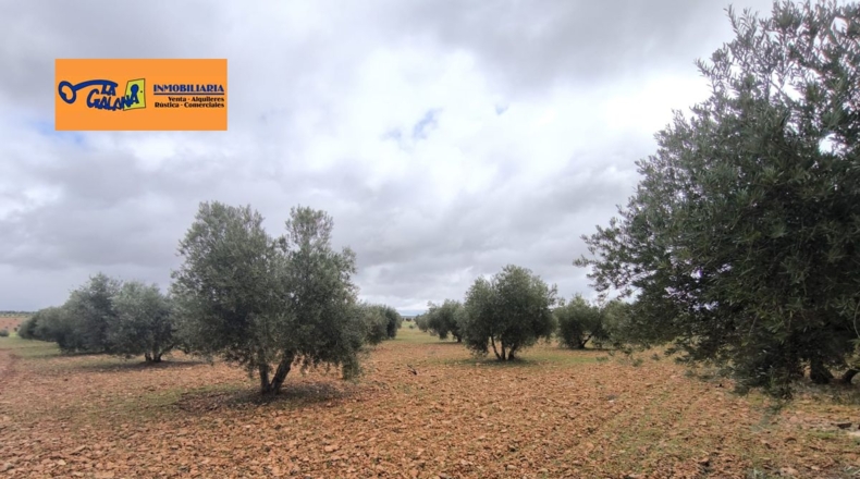 Ciudad Real - Cózar - 19300m2