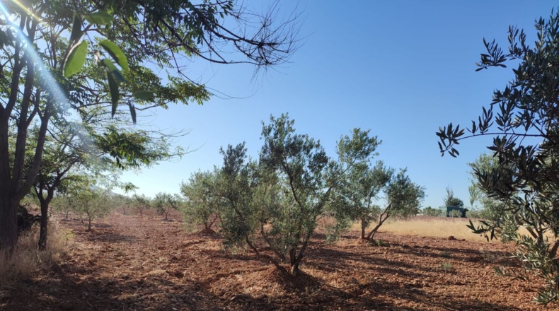 Ciudad Real - Cózar - 16032m2