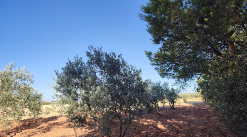 Ciudad Real - Cózar - 16032m2