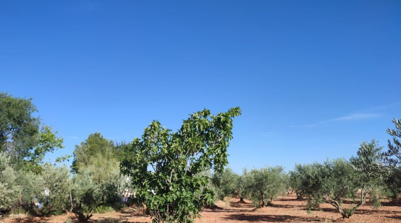 Ciudad Real - Cózar - 16032m2