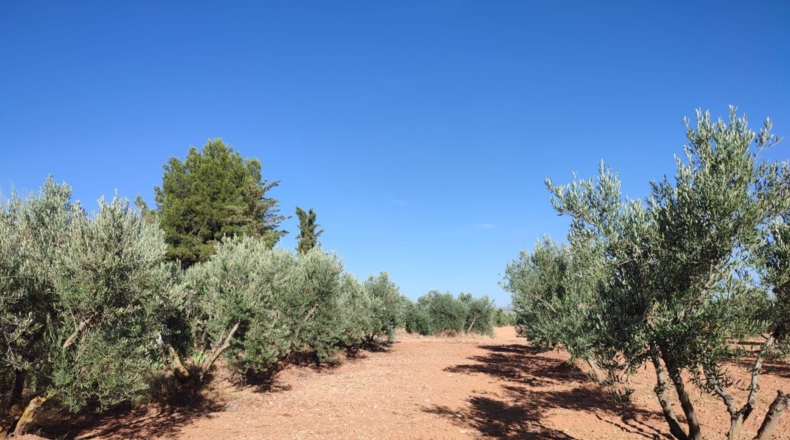 Ciudad Real - Cózar - 16032m2