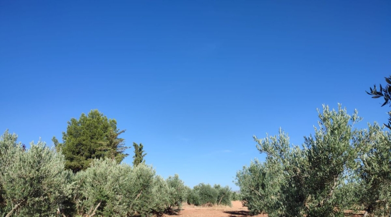Ciudad Real - Cózar - 16032m2