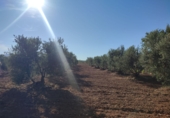 Casa de camp amb terreny en venda a Valdepeñas ref.: TR188437 foto