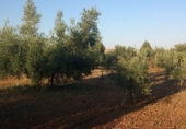 Finca rústica en venda a Valdepeñas ref.: TR186492 foto