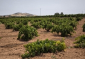 Finca rústica en venda a Valdepeñas ref.: TR181206 foto