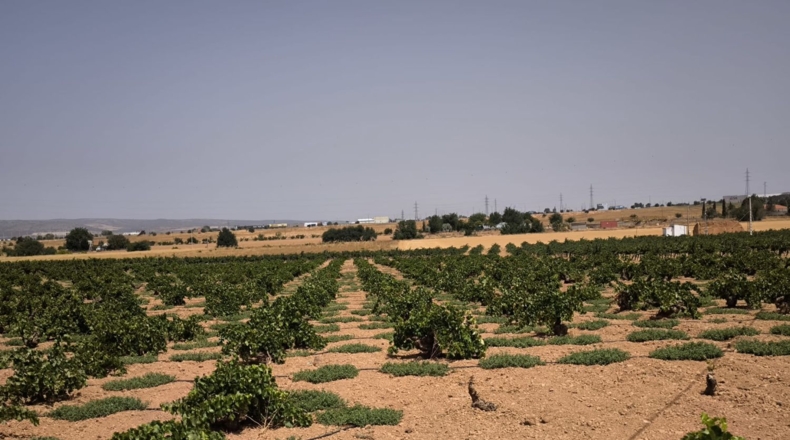 Ciudad Real - Valdepeñas - 65500m2