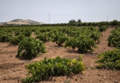 Finca rústica en venda a Valdepeñas ref.: TR181206 foto