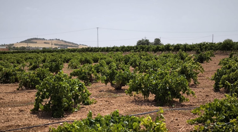 Ciudad Real - Valdepeñas - 65500m2
