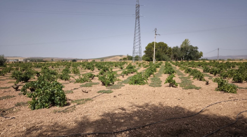Ciudad Real - Valdepeñas - 65500m2