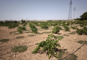 Finca rústica en venda a Valdepeñas ref.: TR181206 foto