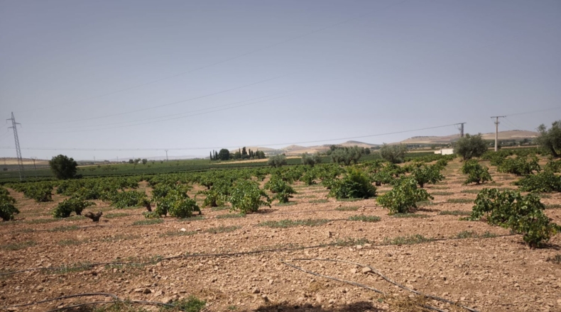 Ciudad Real - Valdepeñas - 65500m2