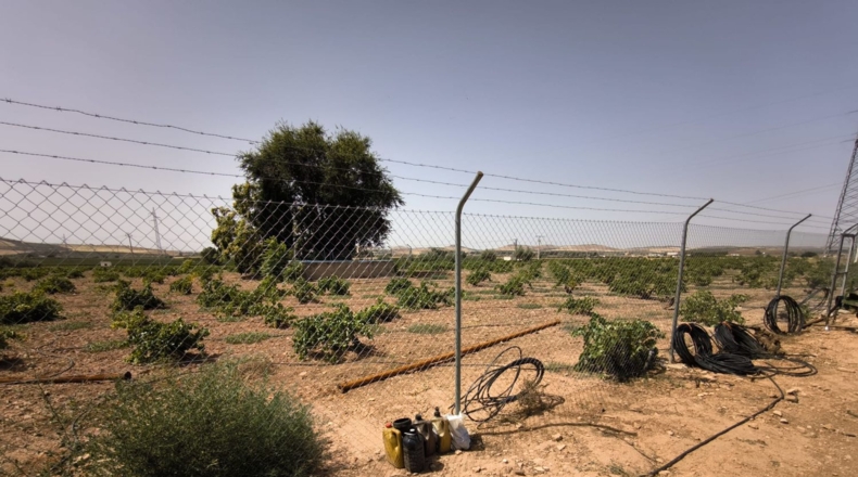 Ciudad Real - Valdepeñas - 65500m2