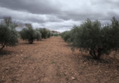 Finca rústica en venda a Valdepeñas ref.: TR181205 foto