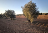 Finca rústica en venda a Valdepeñas ref.: TR285072 foto