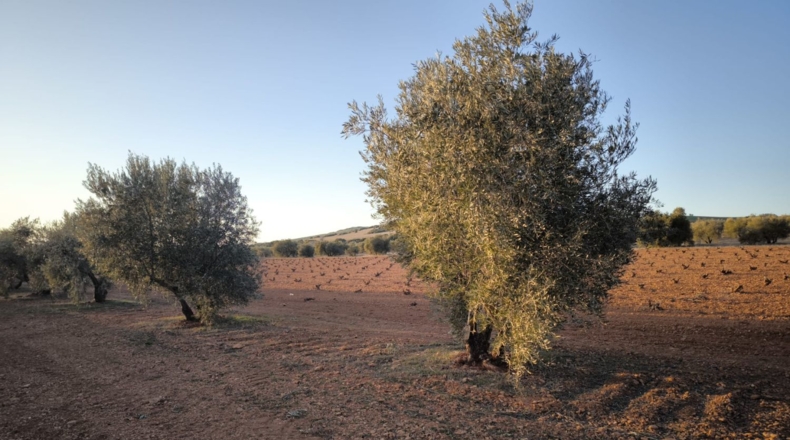 Ciudad Real - Valdepeñas - 8222m2