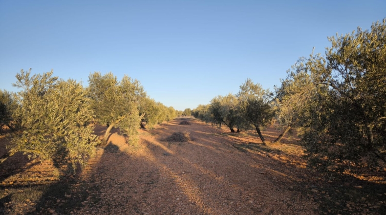Ciudad Real - Valdepeñas - 8222m2