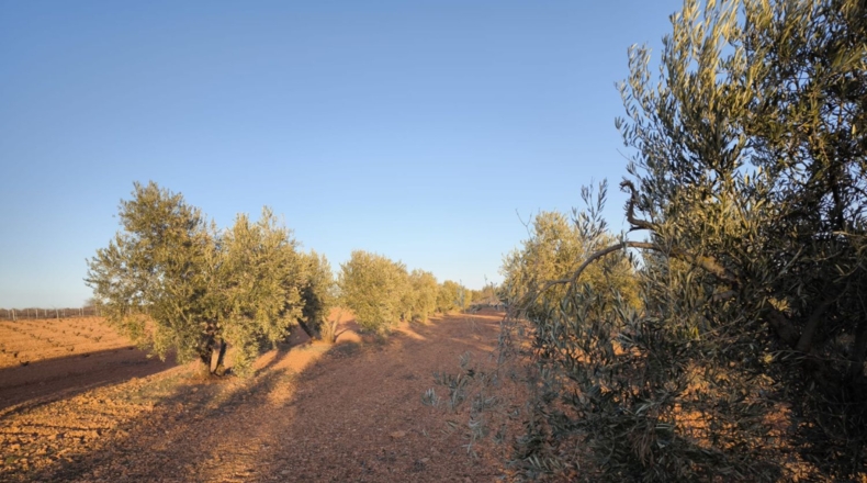 Ciudad Real - Valdepeñas - 8222m2