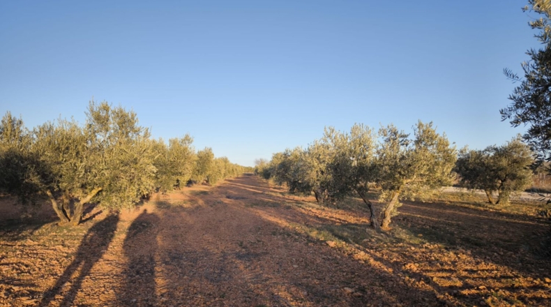 Ciudad Real - Valdepeñas - 8222m2