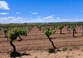 Non-developable land for sale in Valdepeñas ref: TR233327 photo