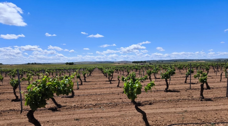 Ciudad Real - Valdepeñas - 156600m2