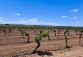 Non-developable land for sale in Valdepeñas ref: TR233327 photo