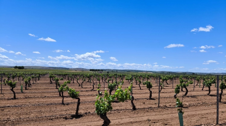 Ciudad Real - Valdepeñas - 156600m2