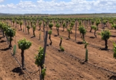 Non-developable land for sale in Valdepeñas ref: TR233327 photo