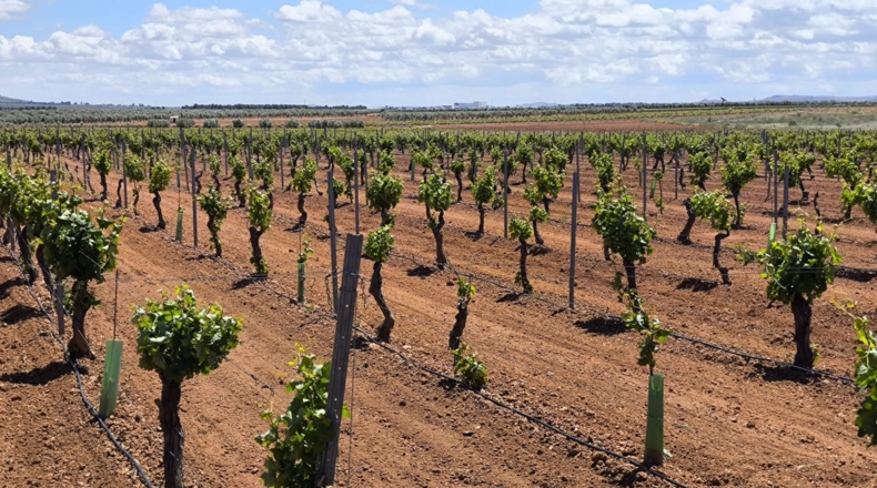 Ciudad Real - Valdepeñas - 156600m2