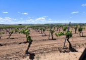 Non-developable land for sale in Valdepeñas ref: TR233327 photo