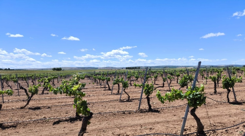 Ciudad Real - Valdepeñas - 156600m2