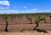 Non-developable land for sale in Valdepeñas ref: TR233327 photo
