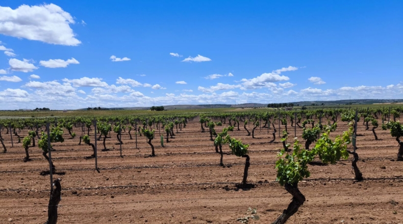 Ciudad Real - Valdepeñas - 156600m2