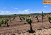Non-developable land for sale in Valdepeñas ref: TR233327 photo