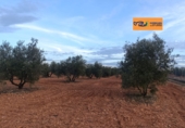 Rural estate for sale in Valdepeñas ref: TR367068 photo