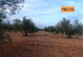 Rural estate for sale in Valdepeñas ref: TR367068 photo