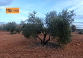 Rural estate for sale in Valdepeñas ref: TR367068 photo