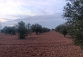 Rural estate for sale in Valdepeñas ref: TR367068 photo