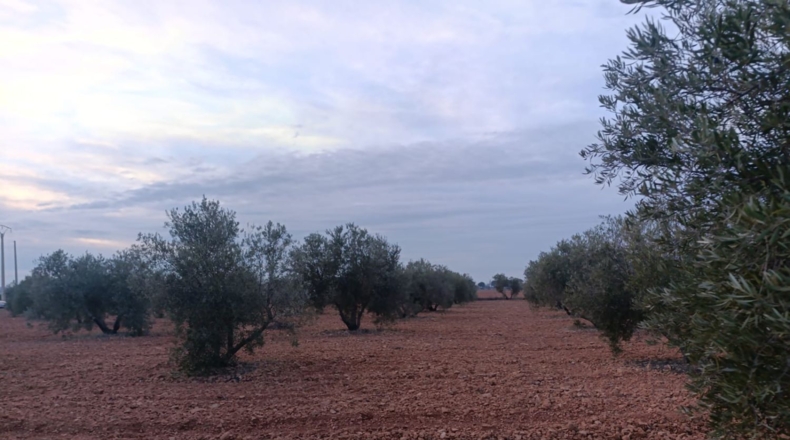 Сьюдад-Реаль - Valdepeñas - 222m2