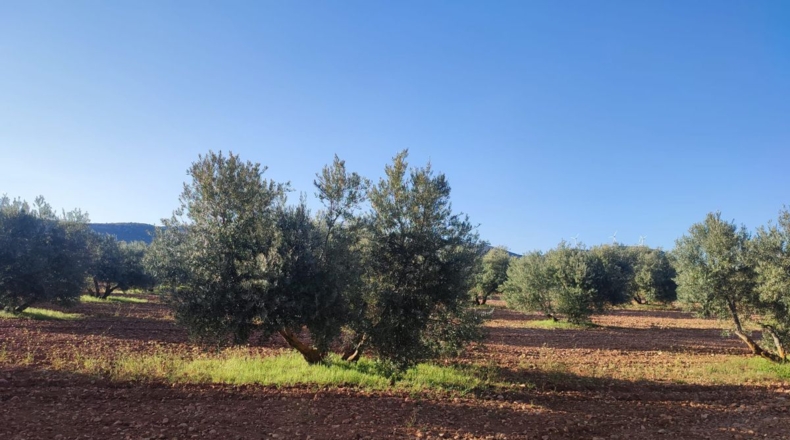 Ciudad Real - Valdepeñas - 12000m2