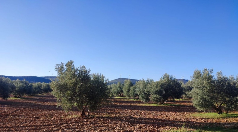 Ciudad Real - Valdepeñas - 12000m2