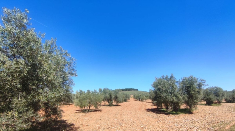 Ciudad Real - Valdepeñas - 7887m2